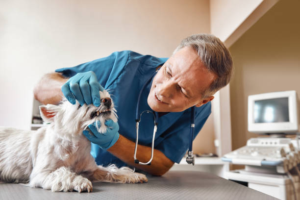 Best Emergency Dentist Near Me  in Peotone, IL